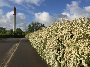 IMG_0494